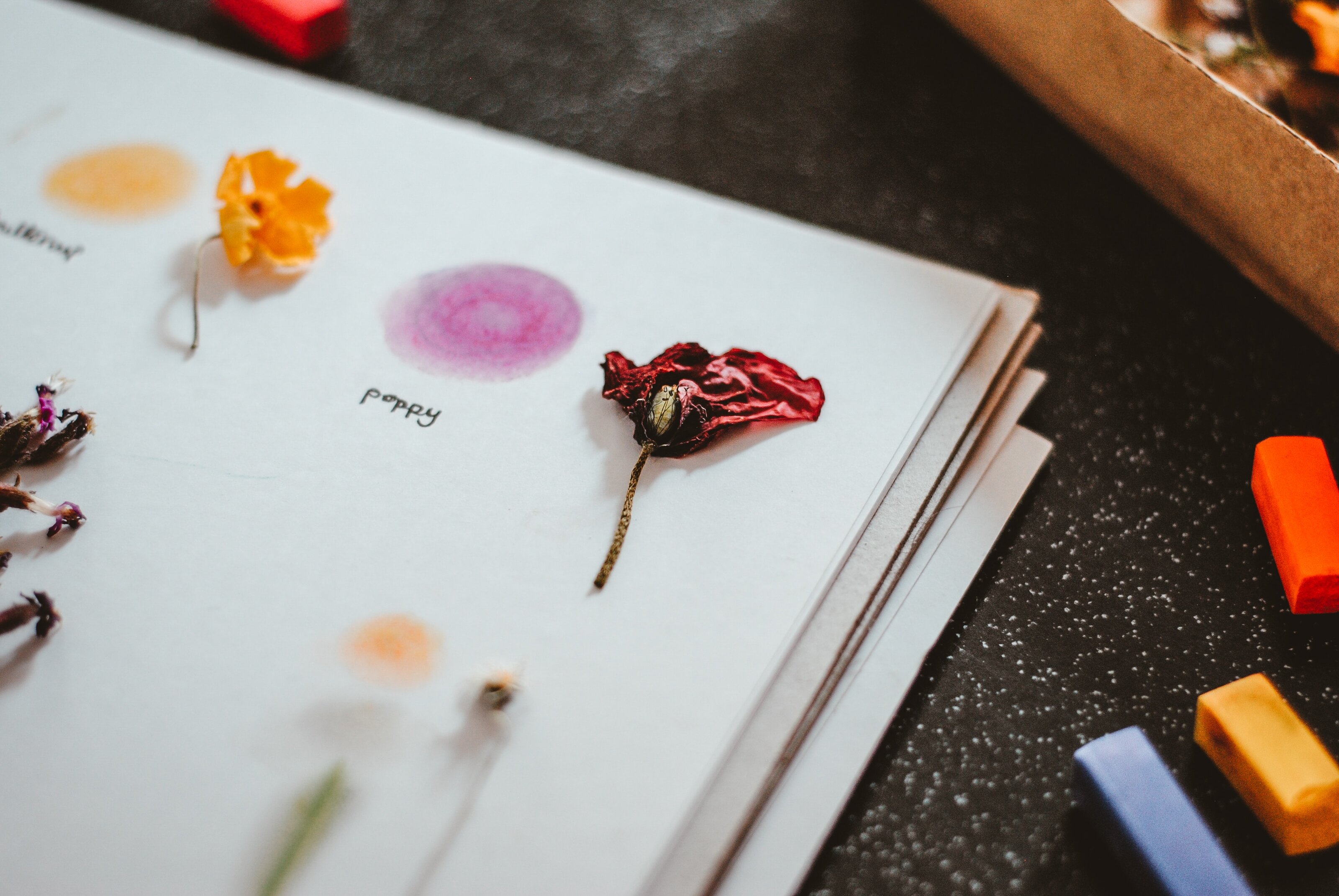 Pressed flowers on paper